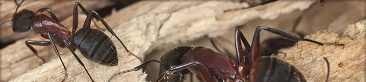 Close-up of ants on wood showing an active ant infestation in Fargo, ND
