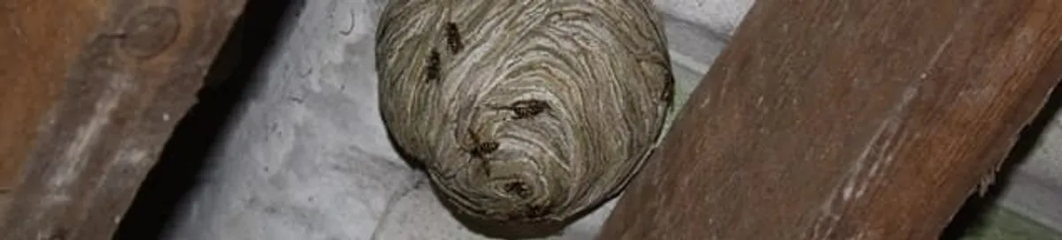 Wasp nest in an attic space, a common home infestation risk in Fargo, ND