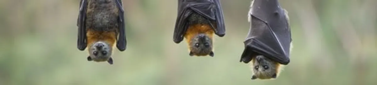 Bats roosting together, a common sign of a bat infestation in Fargo, ND