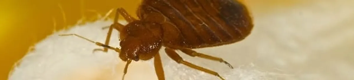 Close-up of a bed bug, a sign of an active infestation in Fargo, ND