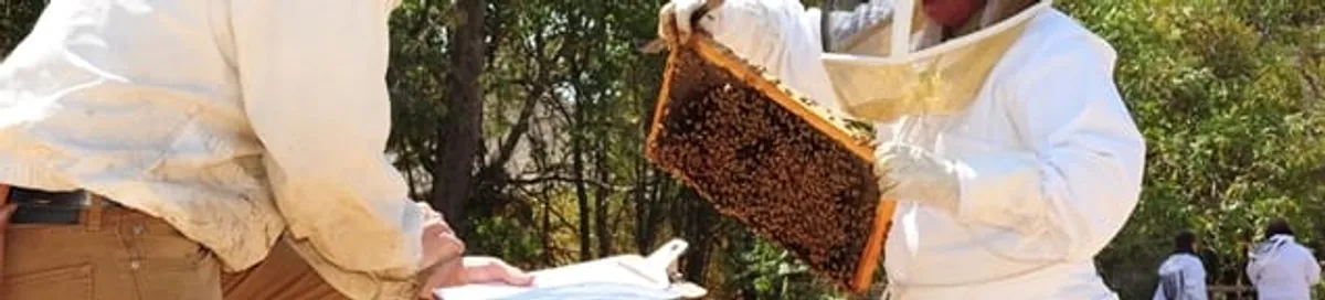 Bee removal specialists relocating a hive and honeycomb safely in Fargo, ND