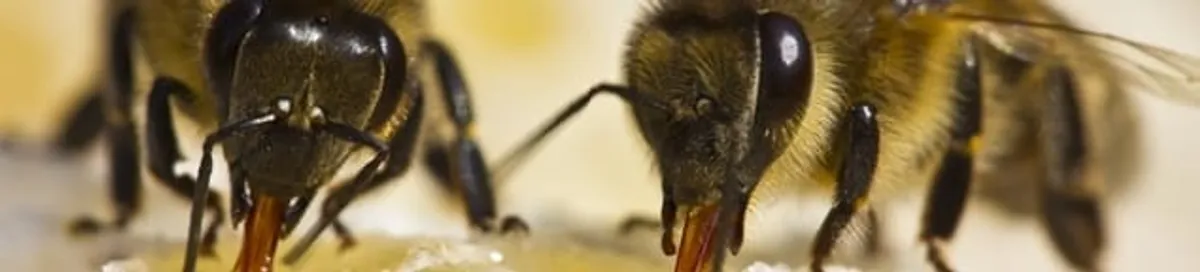 Close-up of honey bees, a sign of a nearby hive in Fargo, ND