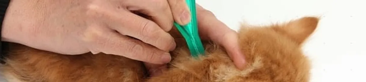 Flea treatment for pets using a flea comb, a sign of flea problems in Fargo, ND