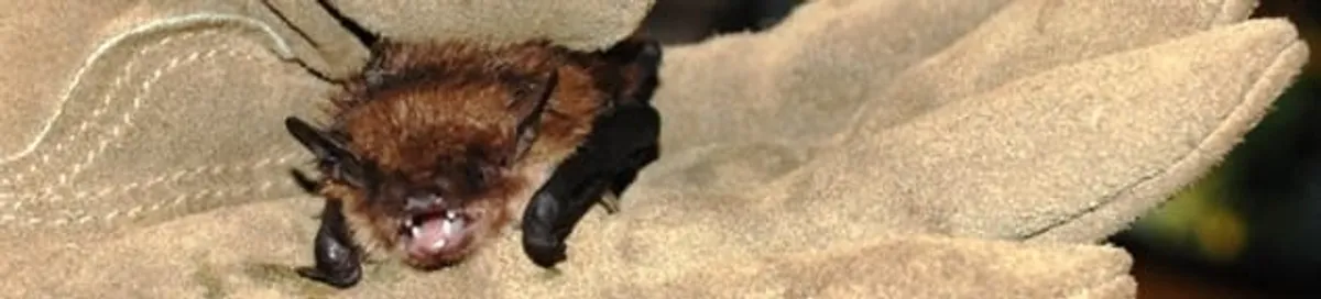 Bat removal specialist holding a bat safely during humane exclusion in Fargo, ND