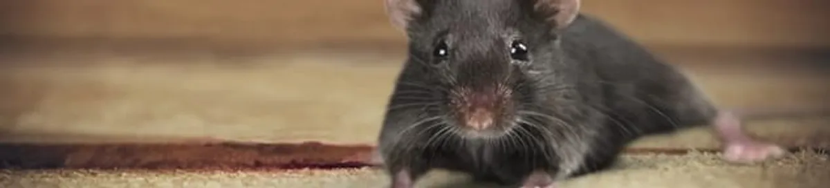Mouse indoors, a common sign of a rodent infestation in Fargo, ND