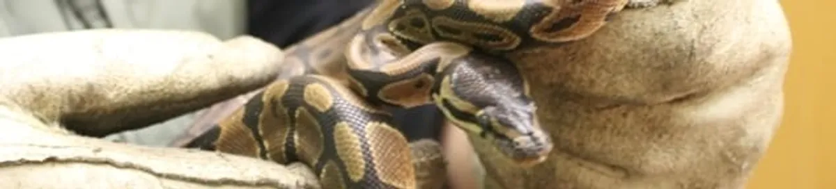 Snake removal specialist safely handling a snake with protective gloves in Fargo, ND