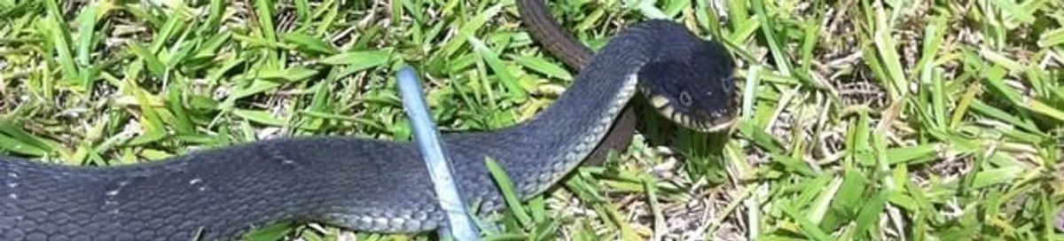 Snake in a yard, a common sign of a snake problem near a home in Fargo, ND