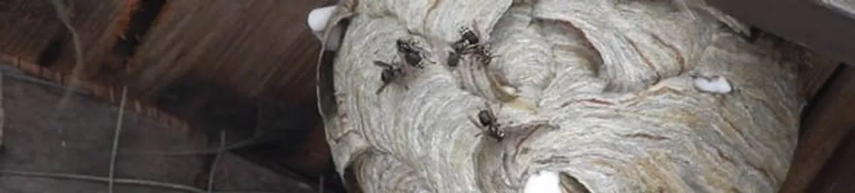 Close-up of a wasp nest with active wasps, a sign of an infestation in Fargo, ND